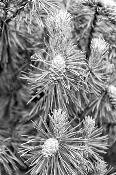 松树枝上的雌性针叶树和针叶 — 图库照片