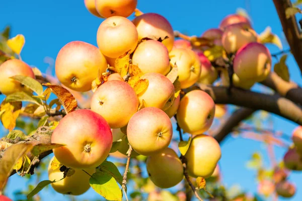 Κηπουρική Μήλων Επιλεκτική Εστίαση Κηπευτικά Οπωρώνες Κηπευτικά Μήλων Υπαίθρια Φωτογραφία — Φωτογραφία Αρχείου