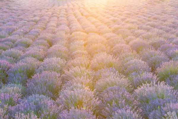 Вид Фіолетове Лавандове Поле Заході Сонця Нескінченне Лавандове Поле Прекрасне — стокове фото