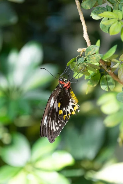 Doğadaki Parlak Kelebek Kelebek Böceği Yakın Plan Uçan Kelebek Makro — Stok fotoğraf