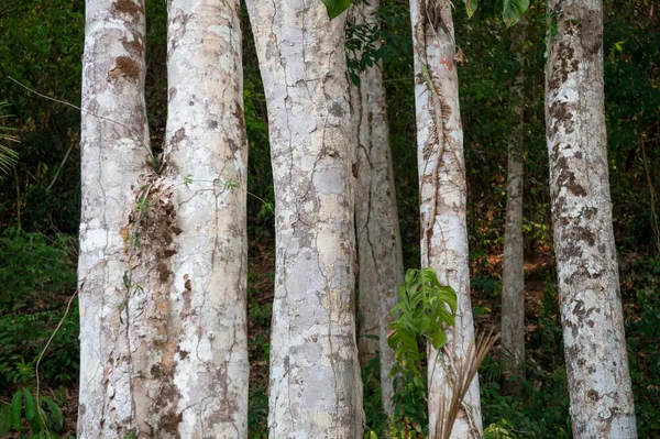 Tronco Árbol Bosque Tronco Árbol Madera Árbol Tronco Color Gris — Foto de Stock