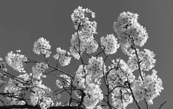 Квітка Сакури Квітка Квітучий Фон Природи Навесні — стокове фото