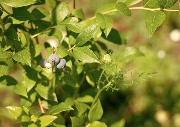 Modré Bobule Zrání Borůvkovém Keři Zelenými Listy Přírodní Pozadí — Stock fotografie