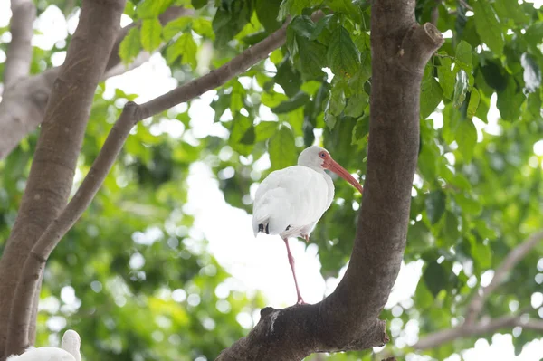 Ibis Ptaszek Drzewnej Fauny Fauny Ibis Bird Dzikiej Przyrodzie Ibis — Zdjęcie stockowe
