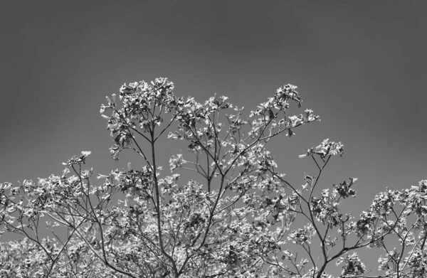 Ροζ Δέντρο Σακούρα Στον Ηλιόλουστο Γαλάζιο Ουρανό Την Άνοιξη — Φωτογραφία Αρχείου