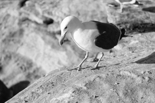 站在岩石上的白头鲱鱼海鸥 — 图库照片