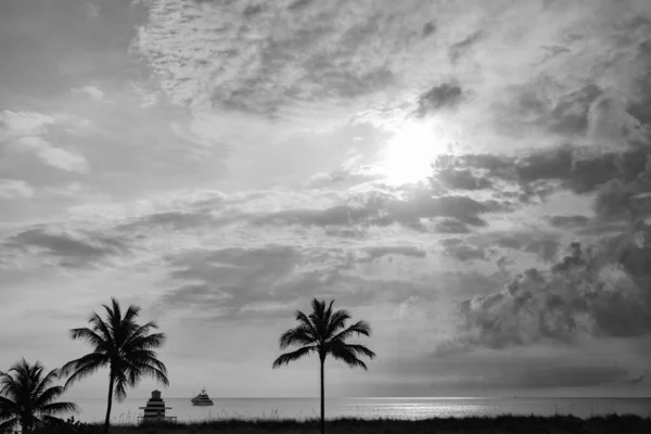 Miami Palmiye Ağaçlarıyla Yaz Günbatımı — Stok fotoğraf