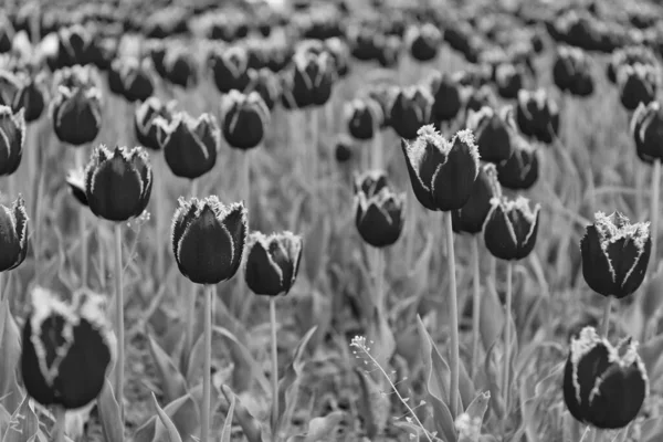 Röda Blommor Färska Holland Tulpaner Fält Blommor Holland — Stockfoto