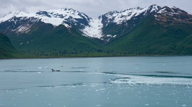 Alaska 'daki dağ zirvesinin manzarası. Alaska 'daki dağın fotoğrafı. Alaska 'daki dağ. Alaska 'daki karlı dağ.