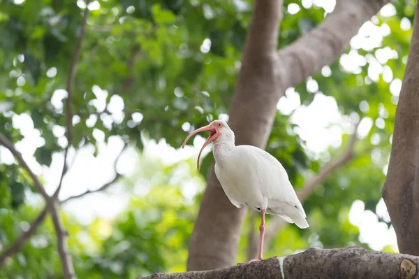 Ibis Blanc Faune Aviaire Dans Faune Sauvage Ibis Faune Aviaire — Photo