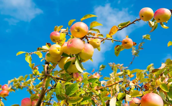 Συγκομιδή Οπωρώνων Μήλου Φθινόπωρο Στο Φόντο Του Ουρανού Συγκομιδή Οπωρώνων — Φωτογραφία Αρχείου