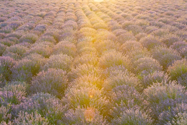 라벤더가 날아름다운 라벤더밭 입니다 자줏빛 꽃들이 줄줄이 늘어서 시골의 아름답고 — 스톡 사진