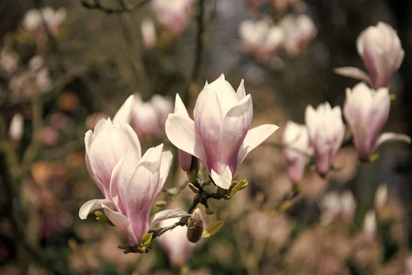 Macro Magnolia Bloom Spring Nature Beauty — Stock Photo, Image