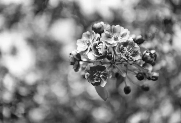 Różowy Kwiat Sakury Kwitnącym Wiosennym Drzewie Makro Kwiaty — Zdjęcie stockowe
