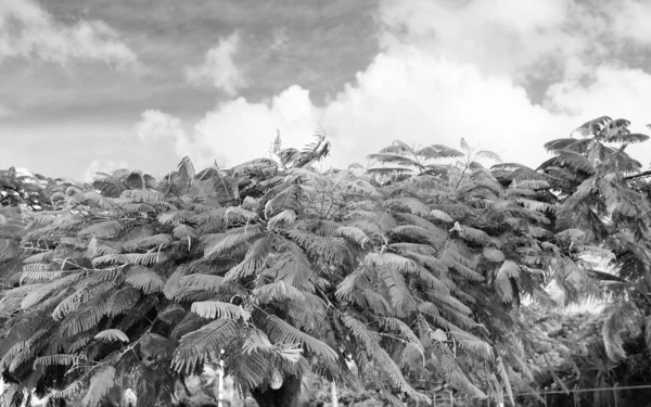 Экзотическое Тропическое Дерево Экзотическое Тропическое Дерево Листьями Экзотическое Тропическое Дерево — стоковое фото
