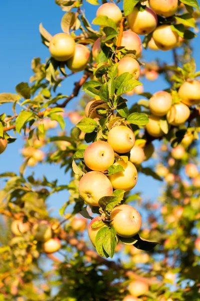 Κτηνοτροφία Μήλων Κοντινή Απόσταση Φωτογραφία Δενδροκομίας Μήλων Κηπευτικά Μήλων Κηπευτικά — Φωτογραφία Αρχείου