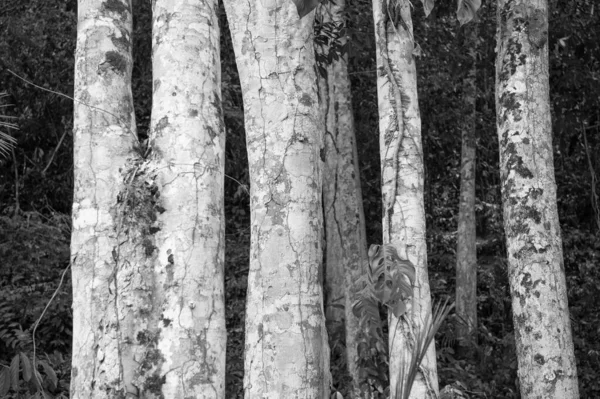 Ormandaki Ağaç Gövdesi Tahtadaki Ağaç Gövdesi Ağaç Gövdesi Gri Renk — Stok fotoğraf