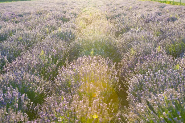 紫色の花の列で田舎の美しくカラフルなラベンダー畑 日の出時の紫色のラベンダー畑の風景 無限のラベンダー畑 晴れた日の美しいラベンダー畑 — ストック写真