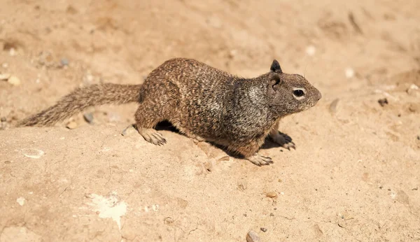 Wild Ground Squirrel Rodent Marmotini Animal Rocky Soil — Stockfoto