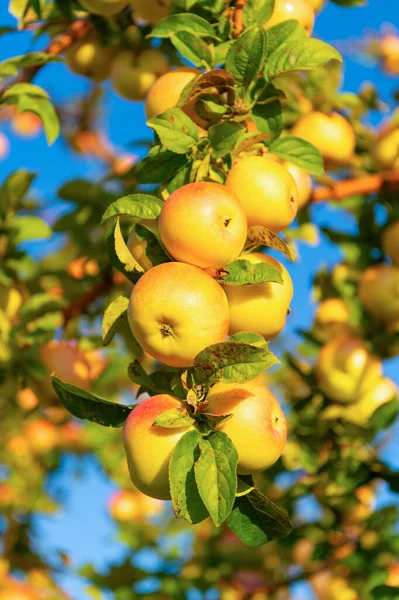 Επιλεκτική Εστίαση Της Δενδροκαλλιέργειας Μήλων Στον Οπωρώνα Κηπευτικά Μήλων Υπαίθρια — Φωτογραφία Αρχείου