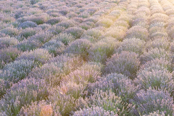 자줏빛 줄줄이 아름다운 라벤더 시골에 펼쳐져 보라색 라벤더 끝없는 라벤더 — 스톡 사진