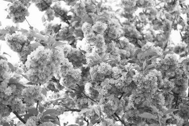 pink sakura flower on blooming spring tree. flowering cherries.