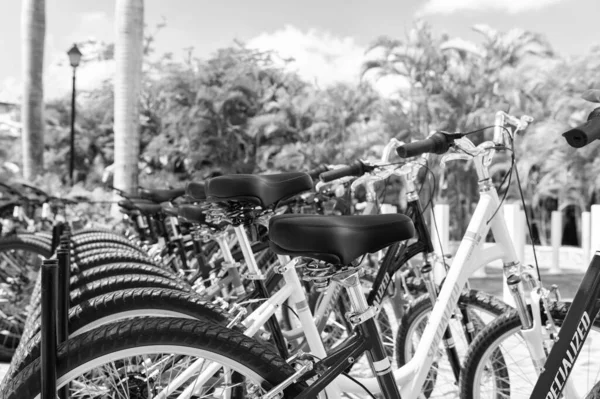Santo Domingo Dominican Republic February 2016 Rental Bicycle Seat Row — Φωτογραφία Αρχείου