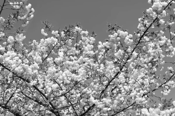 Цветок Ветви Сакуры Цветущий Весной — стоковое фото