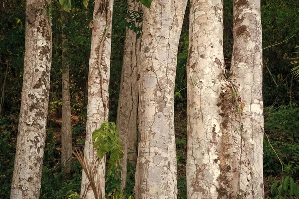 Trädstam Skogen Trädstam Trä Trädstam Grå Färg Trädstam — Stockfoto