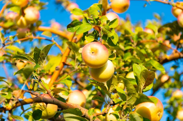 Ζουμερή Συγκομιδή Ώριμων Μήλων Ώριμη Συγκομιδή Μήλων Κλαδί Δέντρου Ώριμη — Φωτογραφία Αρχείου