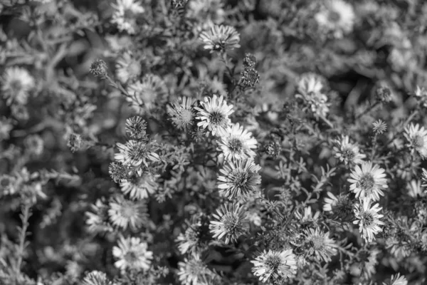 Daisy Osteospermum Flowers Floral Background Flowering Nature Beauty — Stock Fotó