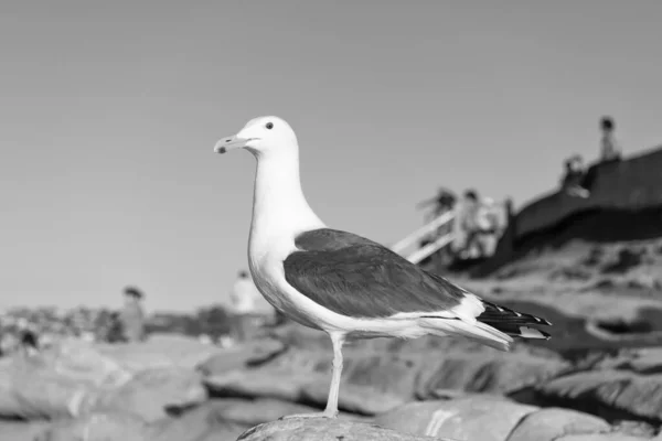 Racek Pták Bílým Šedým Peřím Stojící Skalním Přírodním Pozadí — Stock fotografie