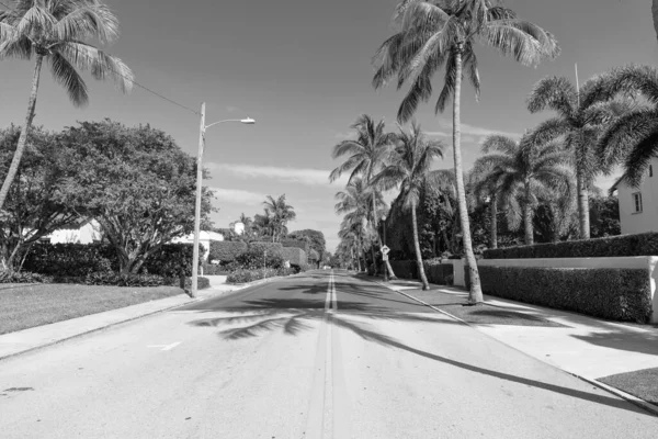 Empty Road Marking Lines Palm Trees Avenue — Stock Photo, Image