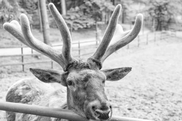 Antlered Male Deer Species Natural Background — Stockfoto