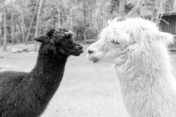 Czarno Białe Lamy Alpaki Naturalne Tło — Zdjęcie stockowe
