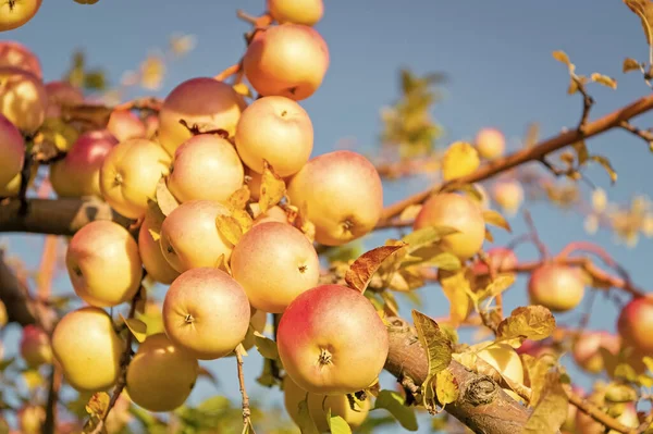 Zdjęcie Ogrodnictwa Jabłkowego Przestrzeń Kopiowania Sadownictwo Owoców Jabłoni Sadownictwo Owoców — Zdjęcie stockowe