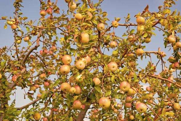 Κλαδί Της Συγκομιδής Οπωρώνων Μήλων Συγκομιδή Οπωρώνων Μήλου Φθινόπωρο Συγκομιδή — Φωτογραφία Αρχείου