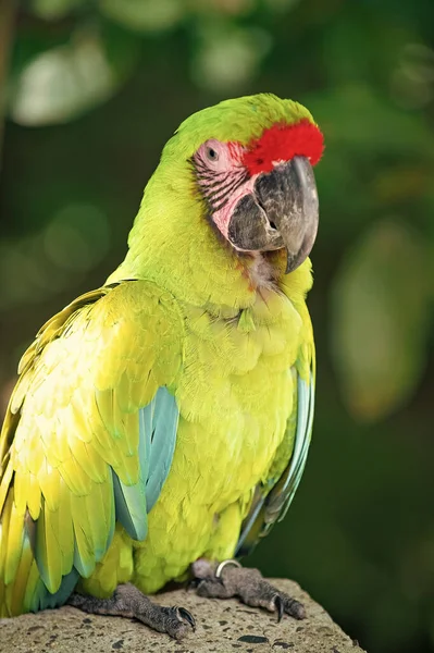 图为动物园里明亮的绿玛瑙鹦鹉 Ara Macaw鹦鹉鸟 Ara Macaw Parrot Outdor Ara Macaw Parrot — 图库照片