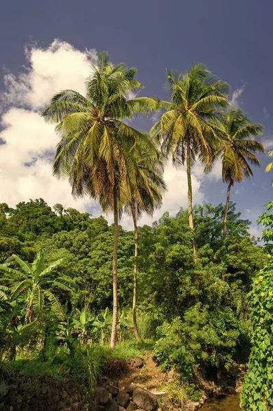 丛林自然或有棕榈树的热带雨林 丛林自然的照片 野外丛林自然 绿树成荫绿树成荫 — 图库照片