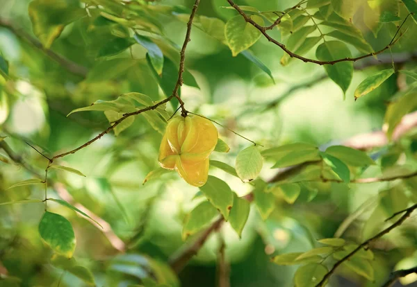 木の上のカランボラの実 カランボラ屋外 カランボラエキゾチックな植物 カランボラの実 — ストック写真