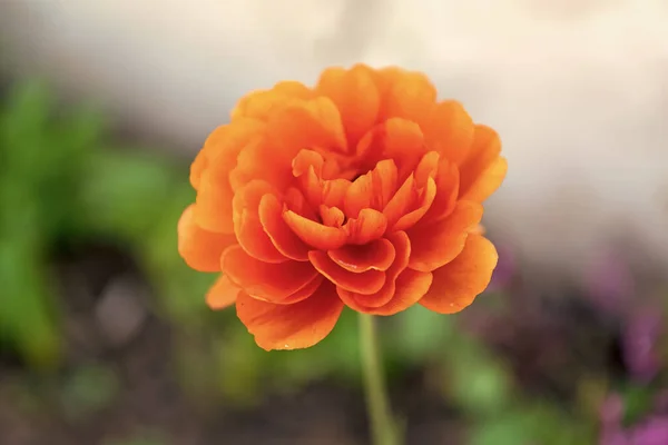 Ranunkel Blomma Natur Växt Ranunculus Blomma Natur Orange Färg Ranunkel — Stockfoto