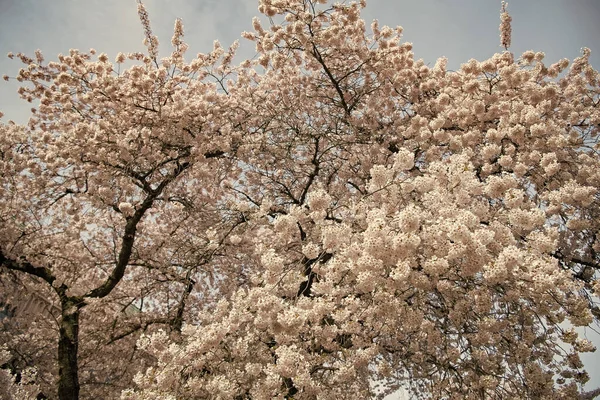 Εικόνα Του Άνθους Sakura Δέντρο Άνθος Σακούρα Την Άνοιξη Σακούρα — Φωτογραφία Αρχείου