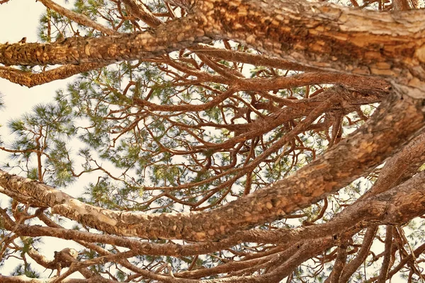 Гілки Гілки Дерева Гілки Гілки Дерева Зовні Гілки Гілки Дерева — стокове фото