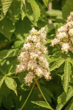 Kestanelerin doğada çiçek açtığı görüntüsü. Kestaneler doğada çiçek açar. Doğada kestaneler çiçek açar. Kestaneler doğada çiçek açar..