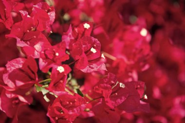 Bougainvillea çiçeği doğa bitkisi. Bougainville çiçeği doğası pembe renk. Bougainvillea çiçek doğası seçici bir odak ile. bougainvillea çiçeği doğa geçmişi.