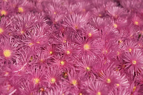 Incredibile Magenta Fiore Sfondo Colore Brillante Foto Sfondo Fiore Magenta — Foto Stock