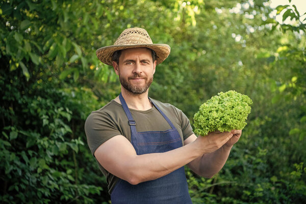садовник в соломенной шляпе с листьями салата.