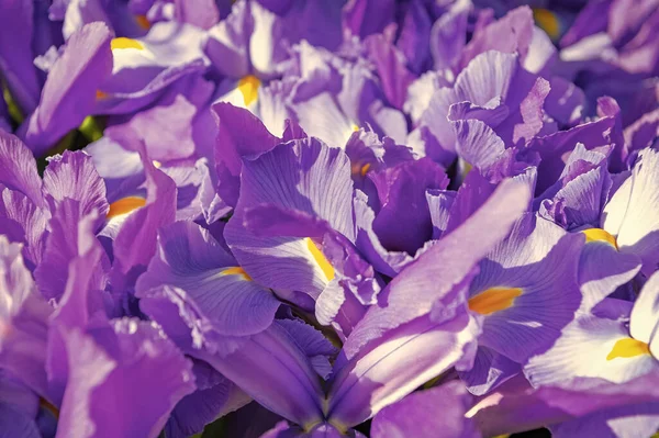 Iris Flower Background Iris Flower Background Purple Color Spring Iris — Stockfoto