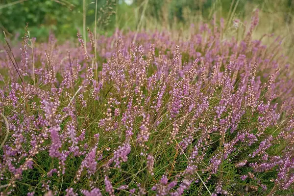 Lavanta çiçekleri ya da sürü. Yaz doğası.