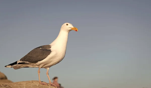 Seagull Bird White Head Dark Grey Wings Plumage Standing Rock — Foto Stock